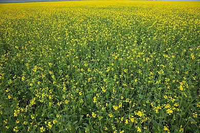 《鬼灭之刃：火神血风谭》免费角色更新第一弹：猗窝座&累