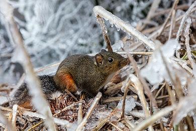《塞尔达传说 王国之泪》在韩国通过评级 明年5月12日发售